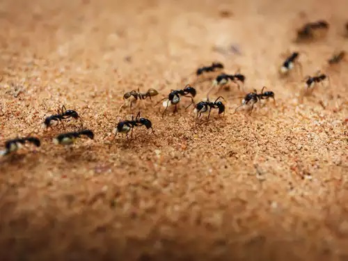 ants