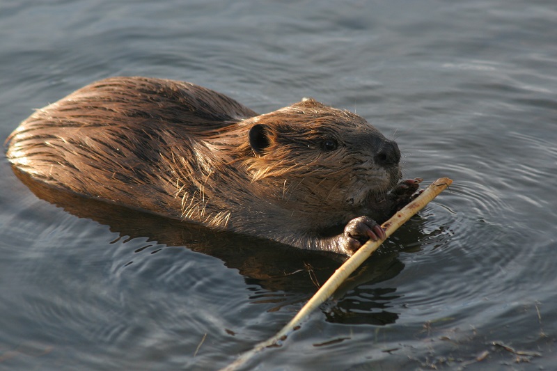 Beaver 