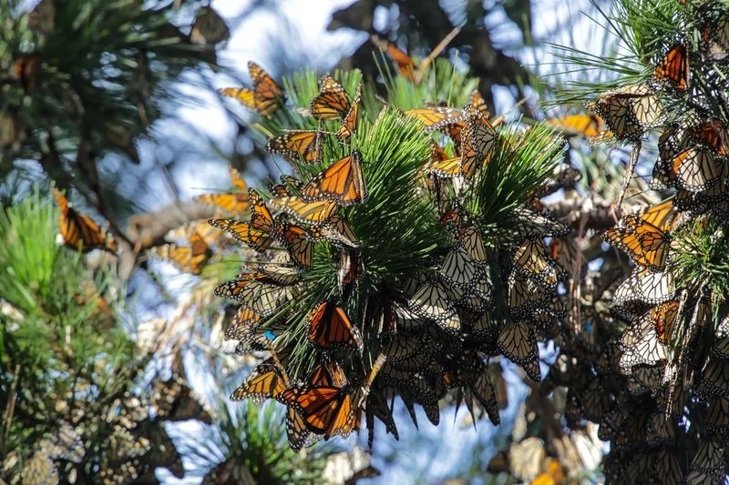 monarch butterfly 