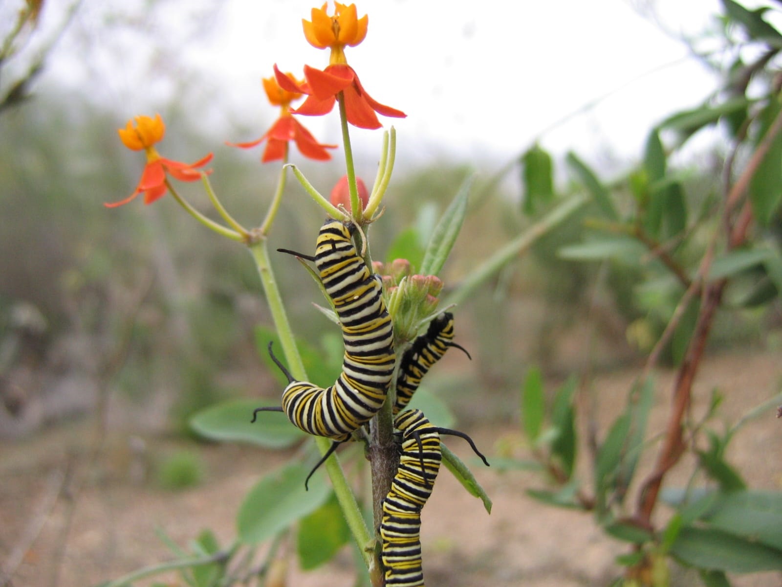 monarch butterfly 